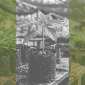 Aguacate Choquette Aguacate Choquette