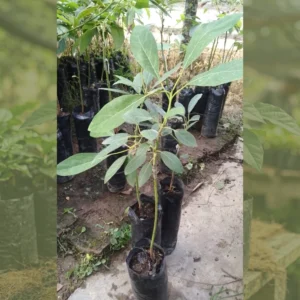 Aguacate Hass Aguacate Hass