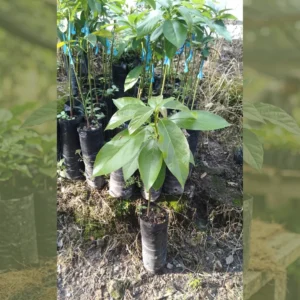 Aguacate Papelillo Aguacate Papelillo