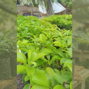 Aguacate Santa Cruz Agucate Santa Cruz