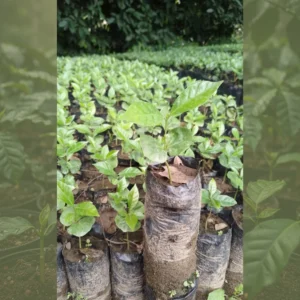 Café Bourbon rosado