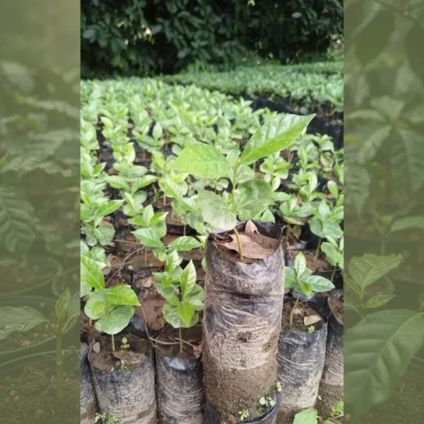 Café Bourbon rosado