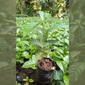 Café Castillo zona norte