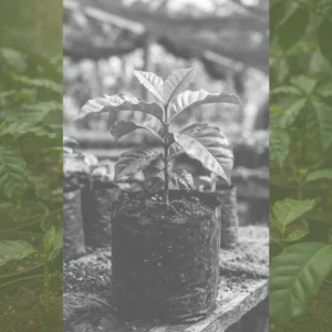 Café Catuai rama corta