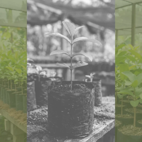 Guayaba Pera Guanábana